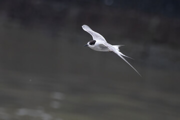 Arctic tern or Sterna paradisaea at Mumbai coast Maharashtra, India