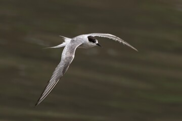 Arctic tern or Sterna paradisaea at Mumbai coast Maharashtra, India