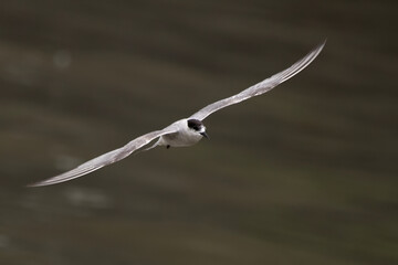 Arctic tern or Sterna paradisaea at Mumbai coast Maharashtra, India