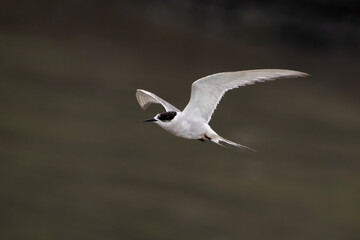 Arctic tern or Sterna paradisaea at Mumbai coast Maharashtra, India