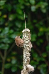 Wren bird feeding off a bull rush plant 