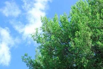 Fototapeta premium Oak branch shot from below, blue sky in the background.