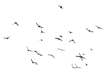 Flock of birds against grey sky.