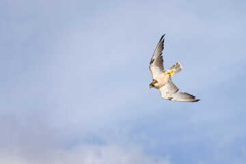 Close up of a Lanner Falcon in the sky in a stoop dive