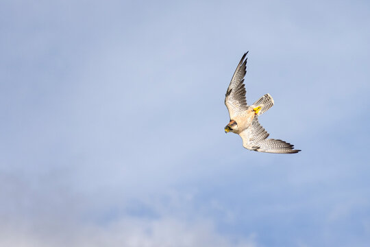 Close up of a Lanner Falcon in the sky in a stoop dive