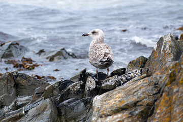 seagull on the rocks