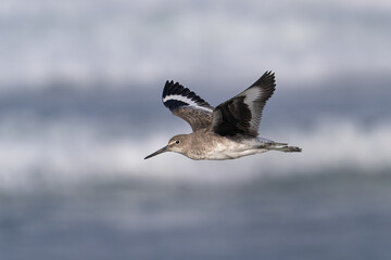 Fototapeta premium A willet flying along the beach near Morro Bay, California.