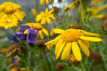 yellow flowers on a meadow