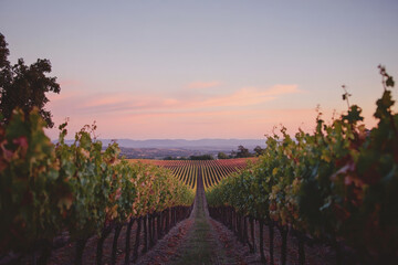 Naklejka premium A serene vineyard with a gradient sky transitioning from a soft peach at the horizon to a rich, deep purple overhead. The rows of grapevines are subtly shaded with the gradient colors, enhancing the t