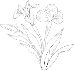 Iris flower pencil art, Black and white outline vector coloring page and book for adults and children flower iris flower, with leaves hand drawn engraved ink illustration artistic design