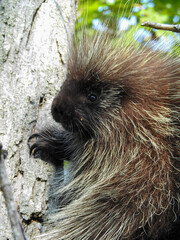 Adorable Porcupine climbing up a tree while stopping to check us out on the way up. 