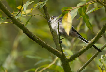 most of the time between green leaves, long-tailed tit hiding between branches and leaves, Long-tailed tit on a bush