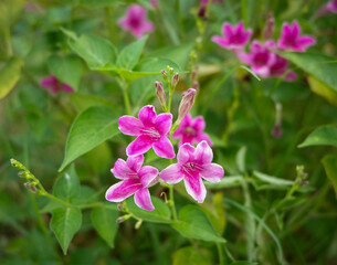 Obraz premium Pink flowers in the garden.