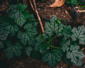 Close up view of silk squash or patola leaves in the garden.