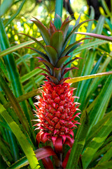 Ananas bracteatus, Red Pineapple in Darwin botanical park