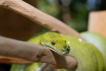 Biak Green Tree Python