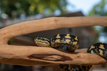 Jungle Carpet Python