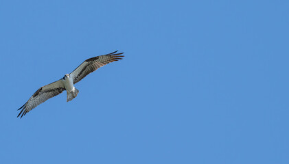 Osprey in flight.