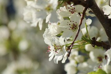 blossom in spring