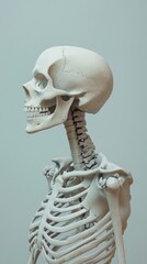 side view of human skeleton on gray background, anatomical study concept