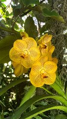 Phalaenopsis storczykowy orchidea