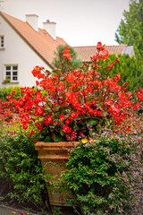 Colourful flower background. Blooming red begonia in a flowerpots	