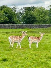 Two deer in Leicester, England.