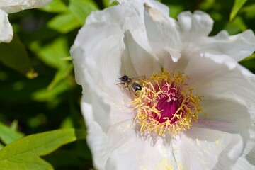 Macro shot of honey bee collecting and transporting nectar and pollen from white flower. 