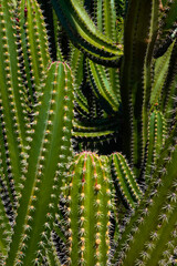 Stenocereus chacalapensis, green australian cactus