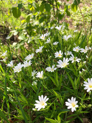 Rosnące białe kwiaty gwiazdnicy Stellarii © ucja