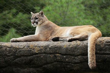 Mountain Lion