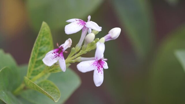 Close up of Yellow Veined Eranthenum (Pseuderanthemum Reticula)