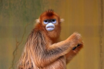 カメラ目線のキンシコウ