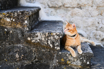 Ginger Street Cat Tabby Kitten in Bay of Kotor, Montenegro