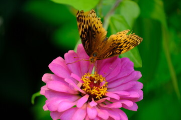 butterfly on flower