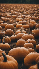 Obraz premium Pumpkins on a farm vertical
