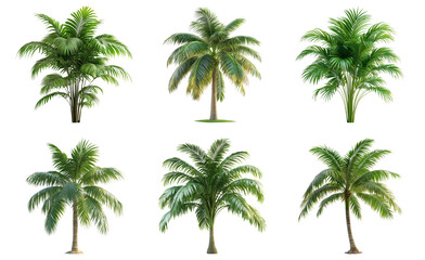 Obraz premium Palm trees in various angles isolated on transparent background