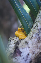The yellow eyelash viper (Bothriechisschlegelii)