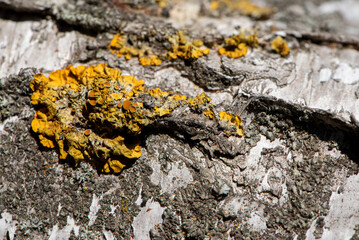 Background. The birch bark texture or background. Texture made of birch tree bark.