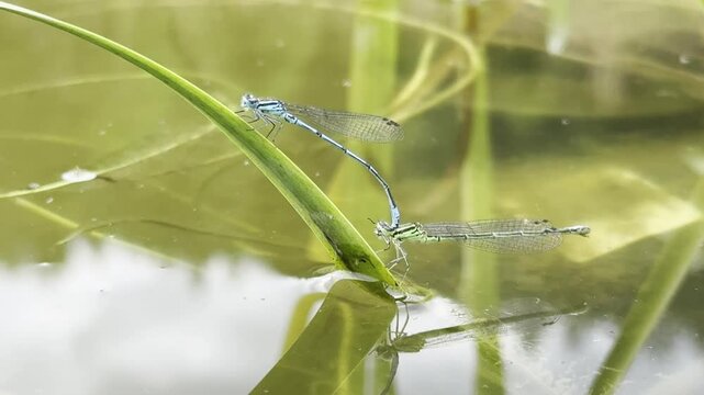 Coenagrion puella aka azure damselfly mating above the pond. Lovely colorful damselflies of Czech republic nature. Male and female.