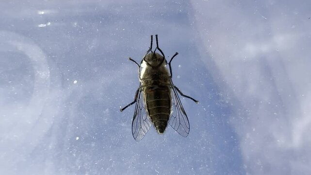 Tabanus bovinus aka pale giant horse fly is sitting on the glass. Blood sucking insect.