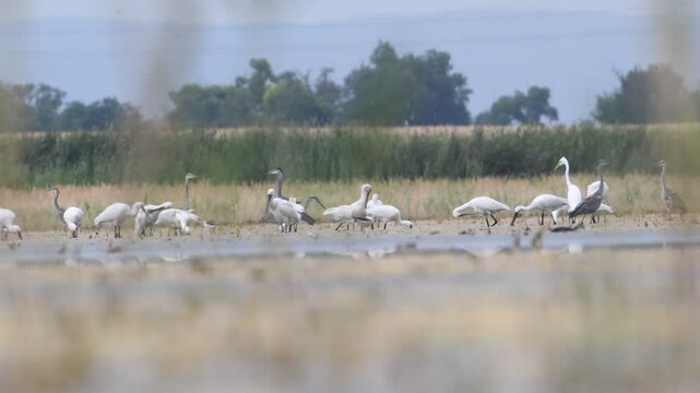 Huge spoonbill and heron flock. Wading birds in dry lake Zicksee in Austria. 