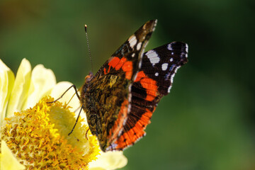 A butterfly is sitting on a yellow flower