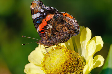 A butterfly is sitting on a yellow flower