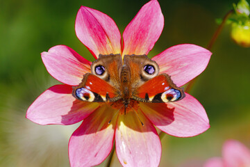 A butterfly is sitting on a yellow flower