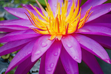 A purple flower with yellow petals is sitting in a pond