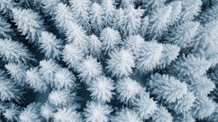 An aerial photograph that depicts a quiet, frosty forest of evergreen trees blanketed in snow, capturing the beauty and stillness of winter in a breathtaking natural scene.
