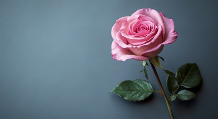 Naklejka premium A single pink rose resting elegantly on a textured gray background