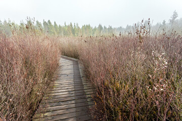 Take a walk on Burns Bog Wooden Boardwalk