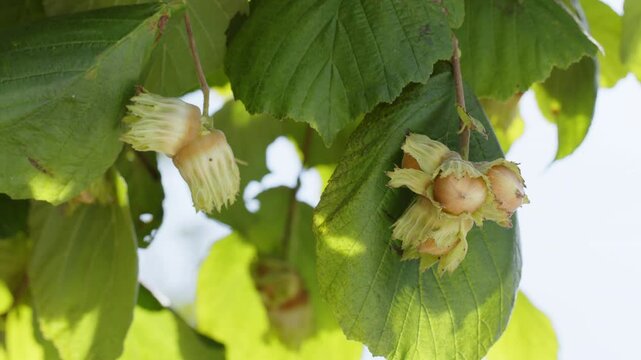 Close-up of ripe hazelnuts on hazel tree bunch in garden. Growing raw nuts fruit hanging from green branches on countryside field. Harvest autumn farm time. Healthy natural food, eco-friendly products